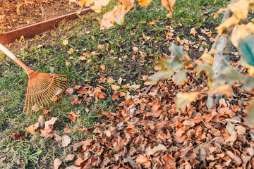 rake and pile of fallen leaves on lawn in autumn park, close up view