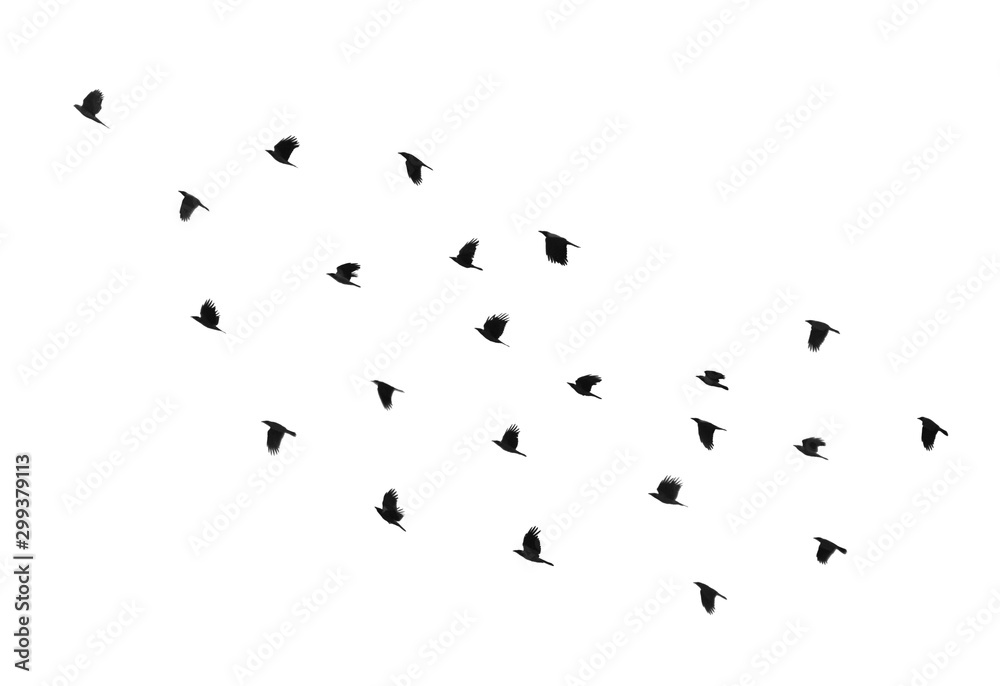 Flock of birds on a white background - obrazy, fototapety, plakaty 