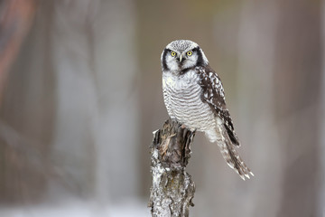 northern hawk-owl (surnia ulula) is a medium sized true owl of the northern latitudes. it is non-mig