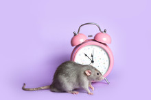 Gray Rat Next To The Alarm Clock On A Lilac Background. Charming Pet. 11.53 Pm Conceptual Photo: The Beginning Of The Rat’s New Year.