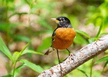 American Robin Perched On A Branch Showing Its Red Breast With Soft Focus Foilage In Background