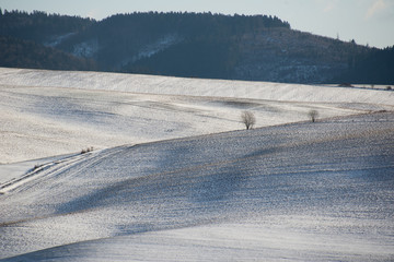 Wavy winter fields with trees and hill in background