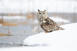 Siberian eagle owl taken in Russia during winter