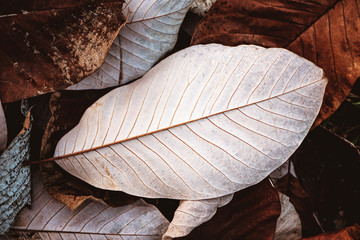 Fototapete - Close up background of fallen magnolia leaves.