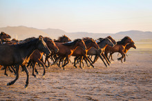 Yilki Horses Running In Field At Sunset, Kayseri, Turkey