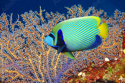 Obraz Dibond Angelfish and fan coral