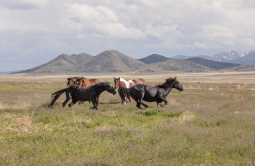 Poster - Wild Horses in Spring int he Utah Desert