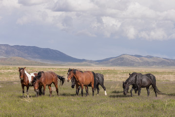 Sticker - Wild Horses in Spring int he Utah Desert