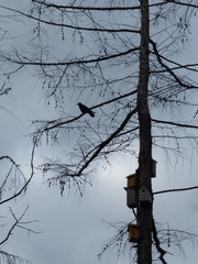 Wall Mural - silhouette of crow on a tree