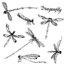 Dragonfly Seth. Beautiful Winged Insects Drawn By Hand. Vector Illustration For Design And Web Isolated On White Background. Flat Style Lines.