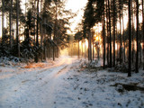 Fototapeta Pomosty - Zachód słońca podczas zimy na Mazurach w lesie
