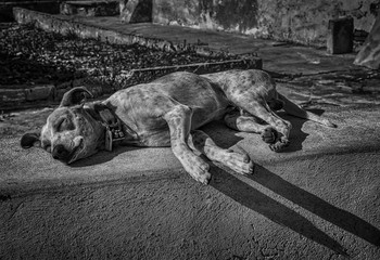 Poster - greyscale shot of a tired homeless cute dog sleeping on the street in the afternoon