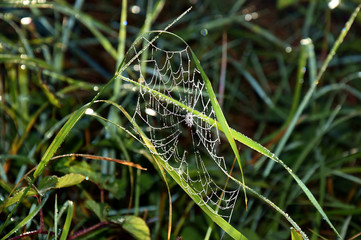 spider on web