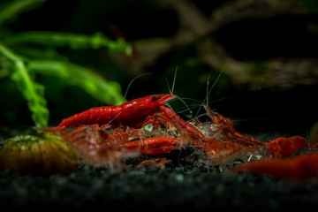 Red neocaridina shrimp fire pet aquarium freshwater nature macro