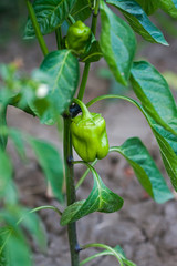 Wall Mural - Green unripe peppers grow in garden