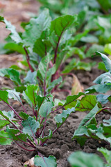 Wall Mural - Green beetroot foliage close up