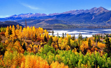 Golden Colorado Aspens In The Fall With Lake Dillon And The Tenmile Range Of Mountains In The Background