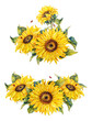 Botanical sunflowers. Watercolor illustration.