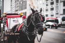 Closeup Of A Black Ceremonial Horse Holding A Carriage In A City Street