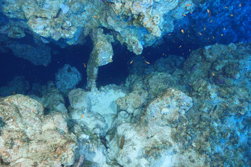 Wall Mural - Coral reef at the Red Sea, Egypt