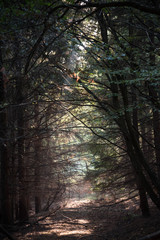 forest in fog