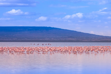 Wall Mural - Flamingos stand in the middle of the lake. African flamingos on a hill background. Kenya wildlife. Pink flamingos in the water. Travel Africa. Kenya Safari. Landscapes in the national park of Kenya