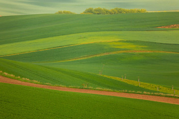 Moravian fields in spring time, green and yellow landscapes in Czech Republic has awesome structure