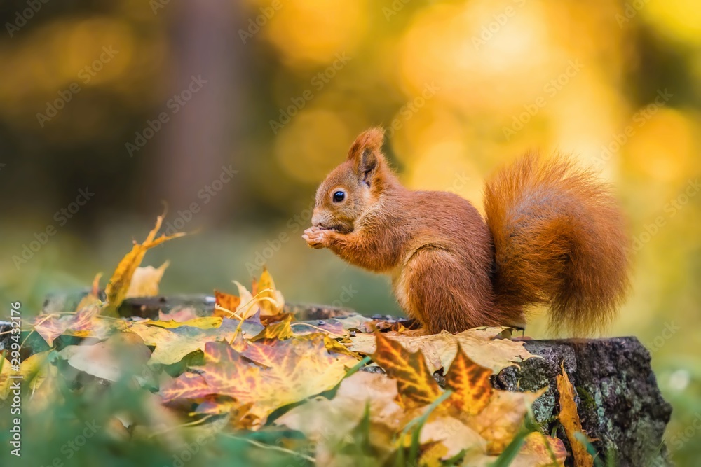 Cute red squirrel with fluffy tail sitting on a tree stump covered with colorful leaves feeding on seeds. Sunny autumn day in a deep forest. Blurry yellow and brown background. - obrazy, fototapety, plakaty 