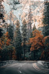 Wall Mural - Vertical shot of a road leading to a forest and the snowy mountains in the background