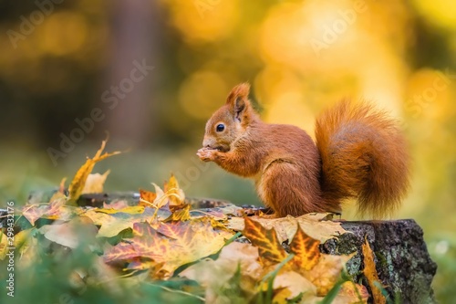 Fotomural Cute red squirrel with fluffy tail sitting on a tree stump covered with colorful leaves feeding on seeds