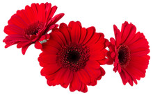 Three   Red Gerbera Flower Heads Isolated On White Background Closeup. Gerbera In Air, Without Shadow. Top View, Flat Lay.