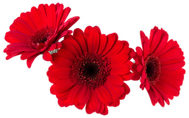 Three   red gerbera flower heads isolated on white background closeup. Gerbera in air, without shadow. Top view, flat lay.