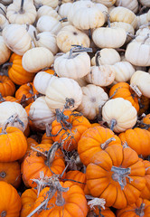 Many orange and white pumpkins