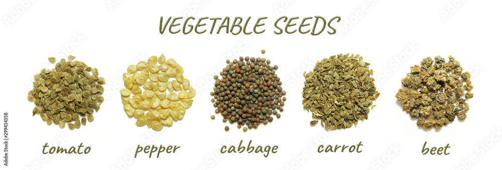 Vegetable seeds closeup: tomato, pepper, cabbage, carrot, beet. Set isolated on white background.   - obrazy, fototapety, plakaty 