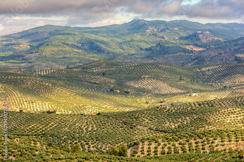 Cuadros en Lienzo Landscape of olive trees in La Iruela, Sierra de Cazorla, Jaen, Andalusia, Spain