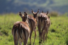 Herd Of Antelope Impala