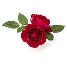 Two Red Rose Flowers  Isolated With Leaves On White Background Cutout