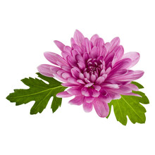One Chrysanthemum Flower Head With Green Leaves Isolated On White Background Closeup. Garden Flower, No Shadows, Top View, Flat Lay.
