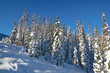 Trees in a snow on a sunny winter day. Winter forest in Manning Park, BC.