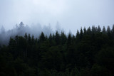 Fototapeta Na ścianę - dark forest with fog in nothern europe.