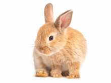 Red-brown Cute Baby Rabbit Isolated On White Background. Lovely Action Of Young Brown Rabbit.