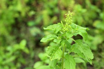 Canvas Print - basil plant in the nature