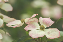 Pink And White Dogwood Flowers In Spring