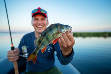 Happy Amateur Angler Holds Perch Fish (Perca Fluviatilis) In One Hand And Fishing Rod In The Other. Fisherman Showing The Fish And Smiles Being On The Lake