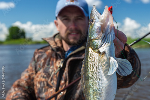 Fotomural Young amateur angler holds zander fish (Sander lucioperca) in the hand being on