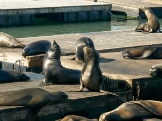 california sea lion posturing on floating pontoons at pier 39 in san francisco