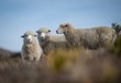 Low angle closeup shot of three beautiful Merino Sheep on a blurred background