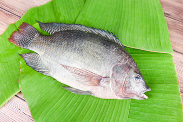 Wall Mural - Tilapia fish freshwater for cooking food in the asian restaurant - Fresh raw tilapia on banana leaf background