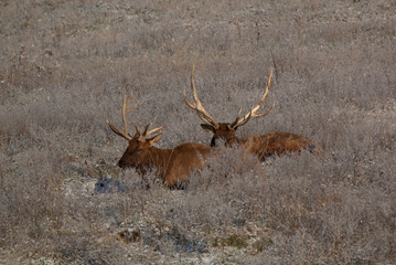 Bull Elk in eary snow in autumn in a mountain meados