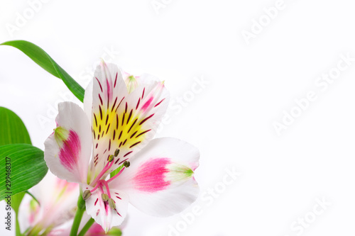 Floral background alstroemeria.